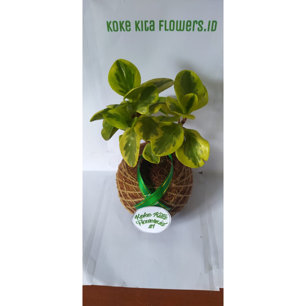 KOKEKITA TANAMAN TEPLAN BUNGA DAUN TEBAL KUALITAS SUPER RIMBUN PROMO MURAH MERIAH GRADE A COD 400G