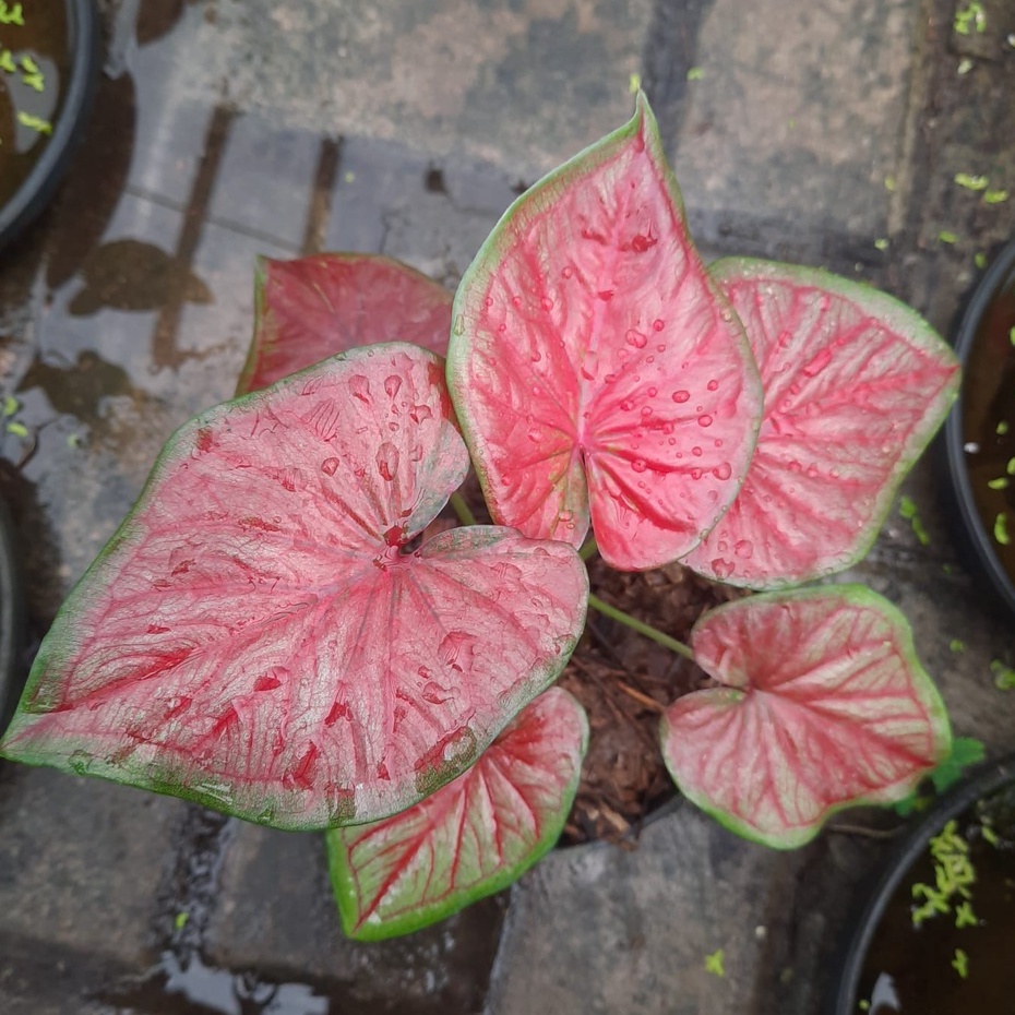 Keladi Red Hot Tanaman Hias Hidup Bibit Bunga Caladium Red Hot Murah Bukan Bonggol