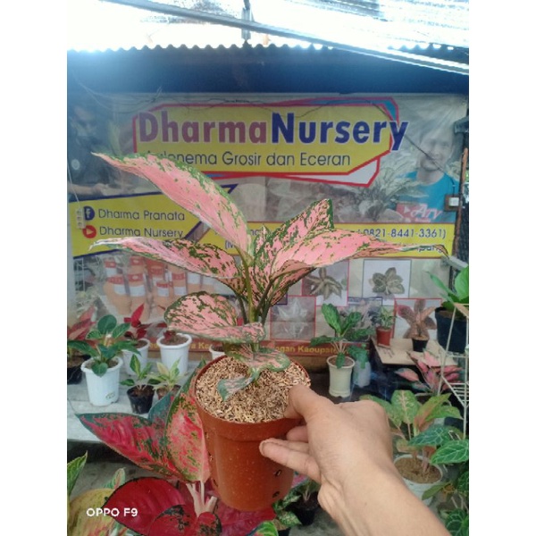 Aglonema lady Valentine jumbo murah