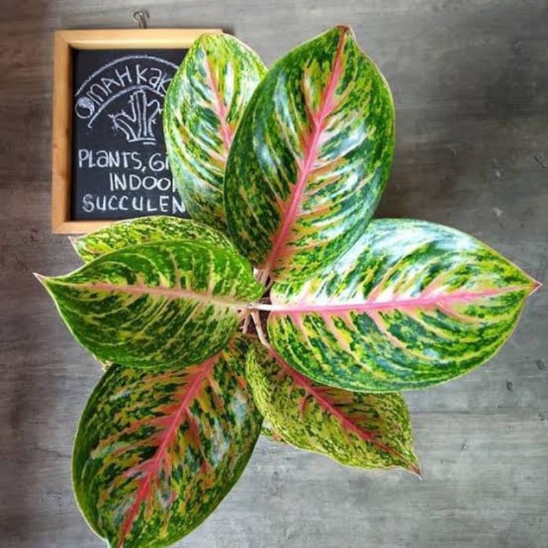 ANAKAN AGLONEMA BIG PAPA,PROMO/MURAH