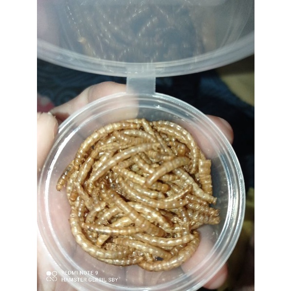 Mealworm Ulat Hongkong / ulat jerman Kering / bsf  Snack Hamster