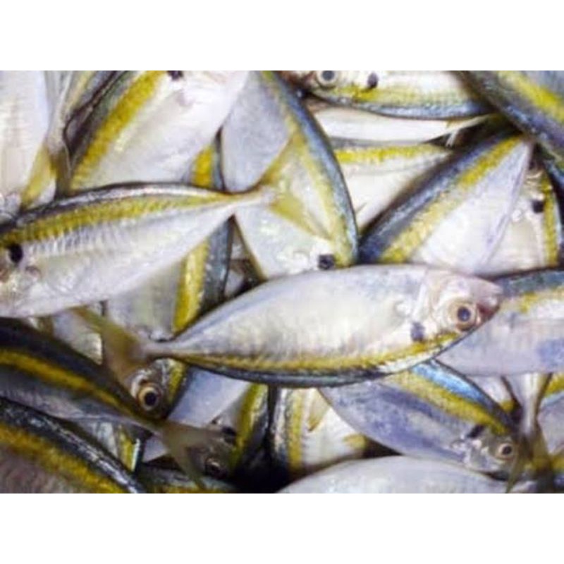 

Ikan selar perkg 30000