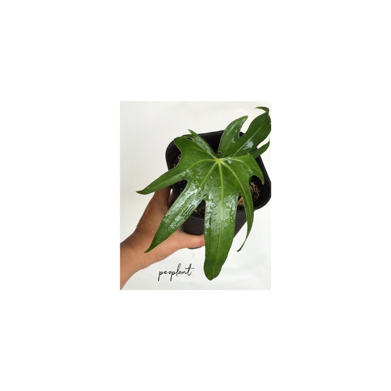 Anthurium Pedatoradiatum