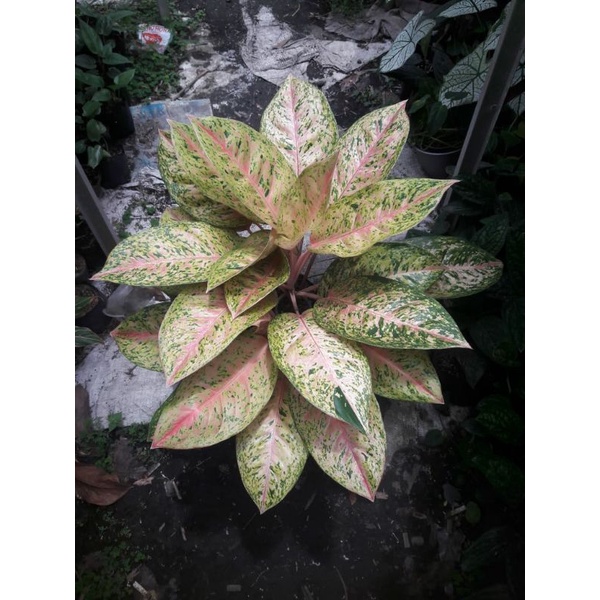 #Aglonema Big roy rumpun 3 batang jumbo