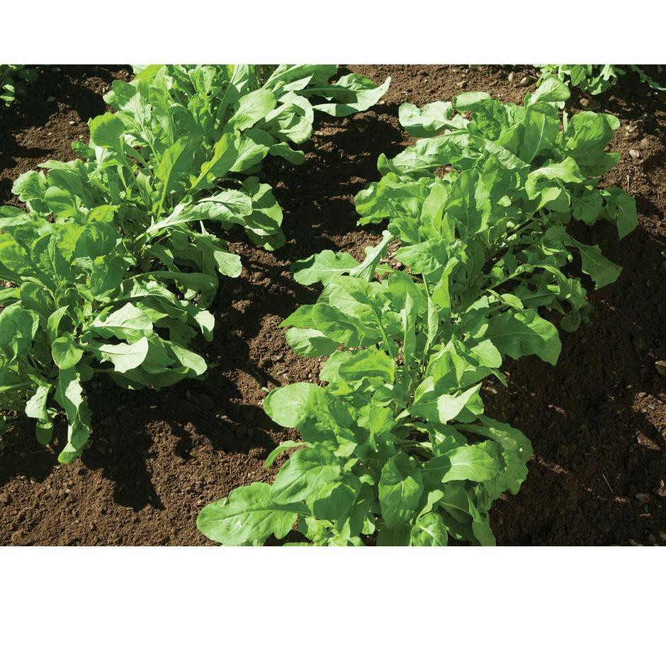 Terbaru Benih-Bibit Arugula Roquette (Haira Seed)