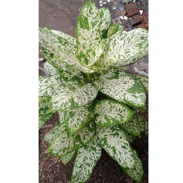 DIFEN /SRI REJEKI BERCAK PUTIH