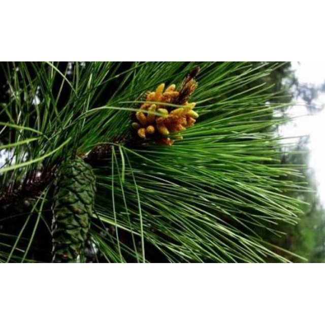 

HARGA GROSIR Daun Pinus Segar 1 Kg Murah TERLARIS