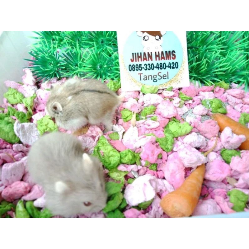 hamster Campbell polos