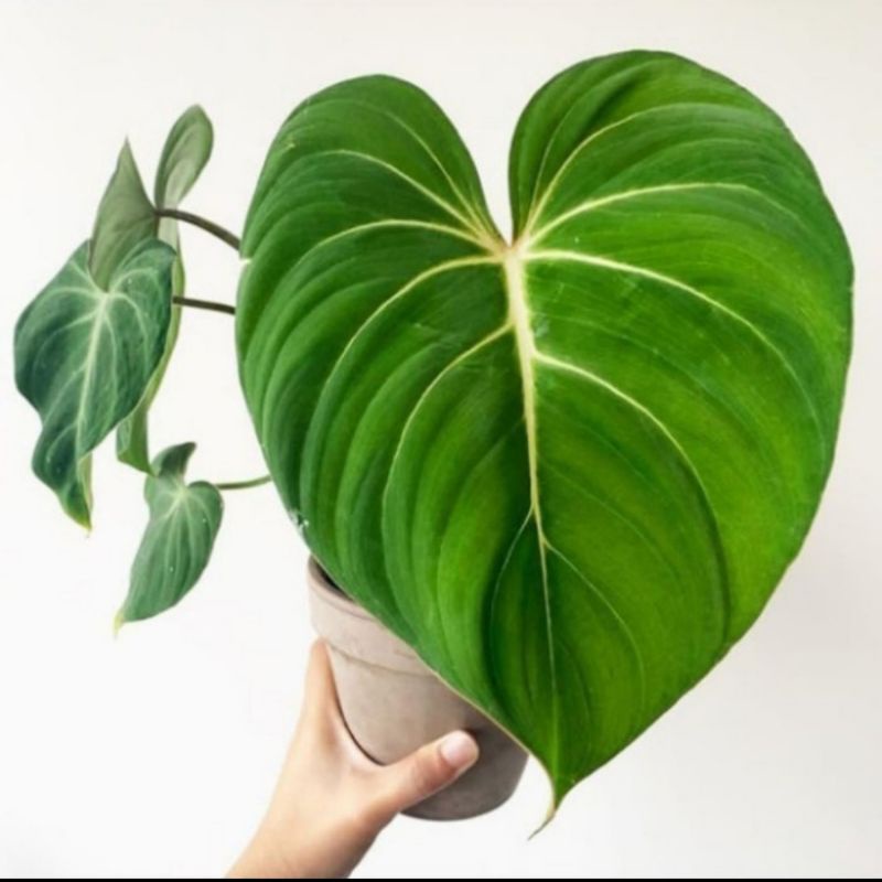 Tanaman hias Philodendron gloriosum - bibit philodendron gloriosum