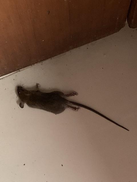 Racun Tikus Ramtus Original Paling Ampuh Mati Kering