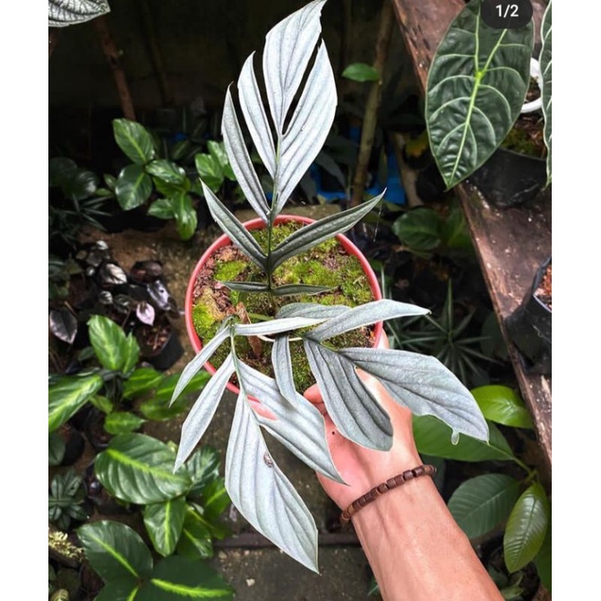 TENUIS SILVER RAWATAN