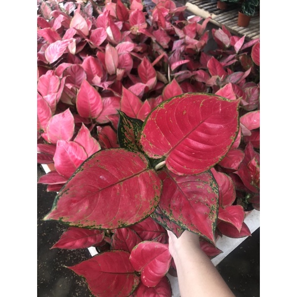 Aglaonema red anjamani super