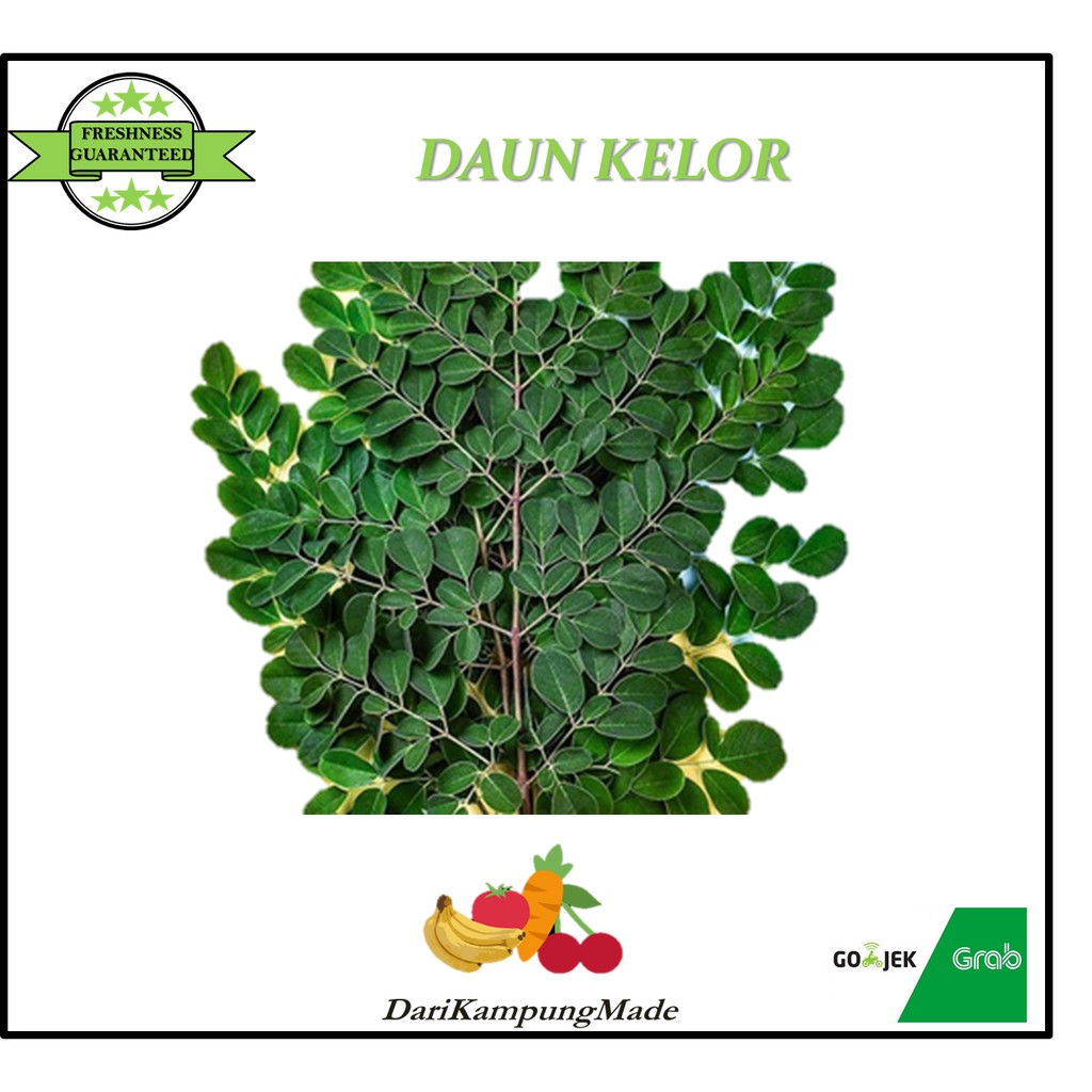 

GRAB / GOJEK ONLY / DAUN KELOR SEGAR / DIJUAL PER IKAT
