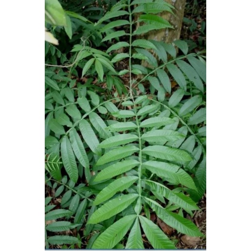 

daun sungkai manjaa