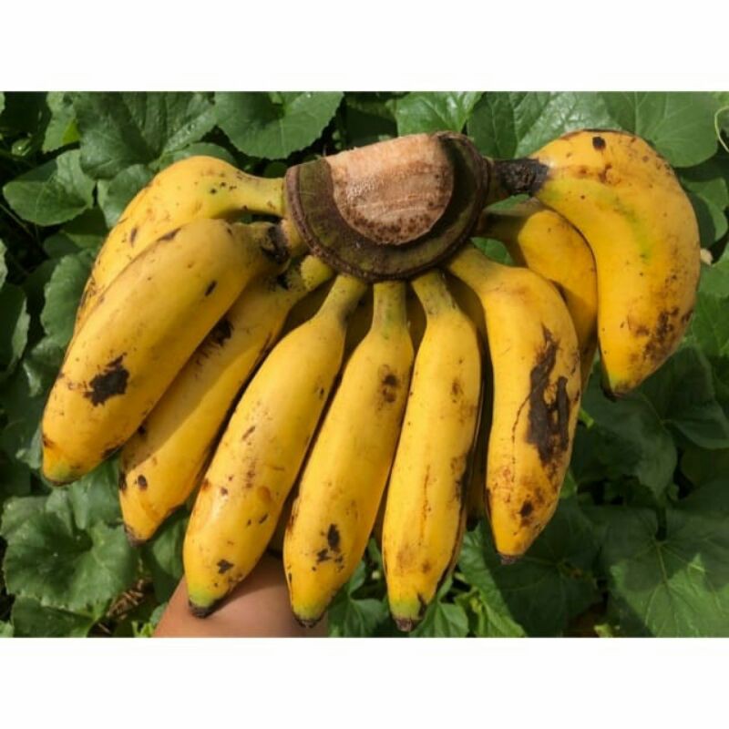 

PISANG ULI per sisir