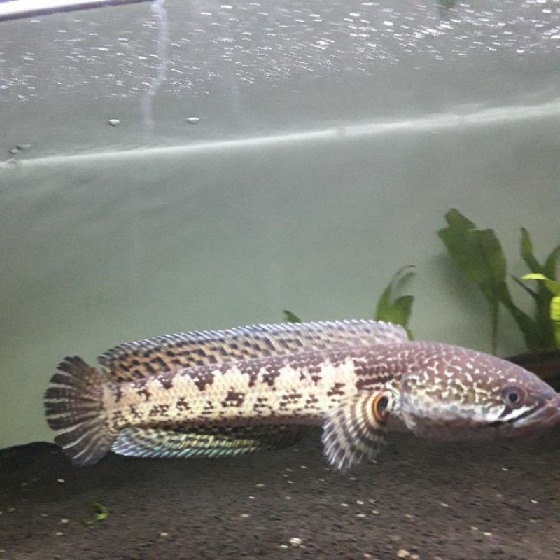 Chana Auranti size 18-20 cm