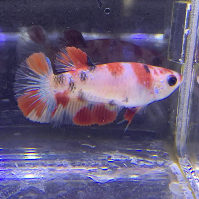 Terlaris Cupang Female Betina Giant Multicolor Nemo Galaxy 013