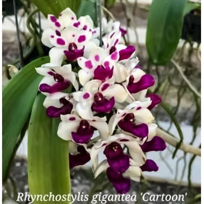 Anggrek Vanda Dewasa Rhynchostylis Gigantea Cartoon/Retusa Ekor Tupai