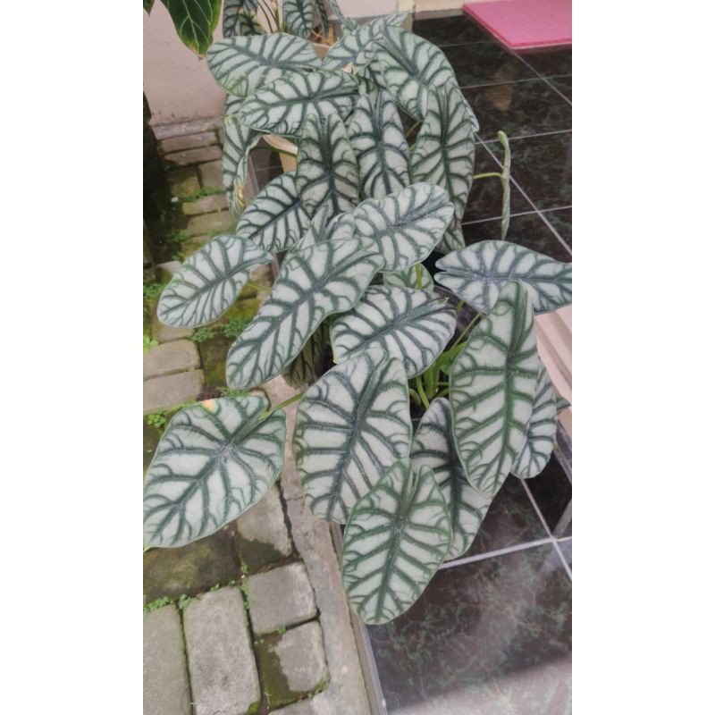 Alocasia silver dragon (bibit anakan)