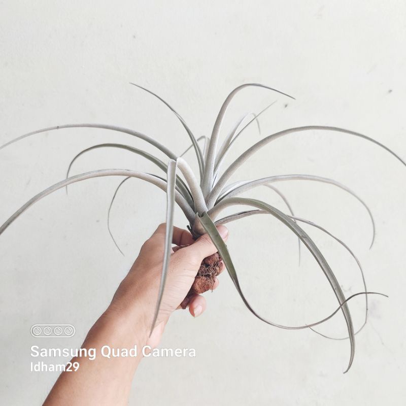 Tillandsia Capitata Rubra