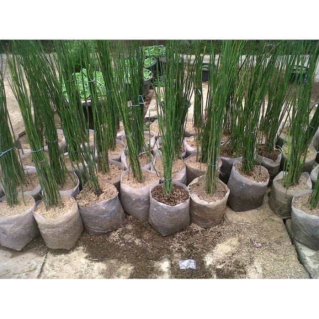 bambu air horse tail tanaman hias tanaman pagar