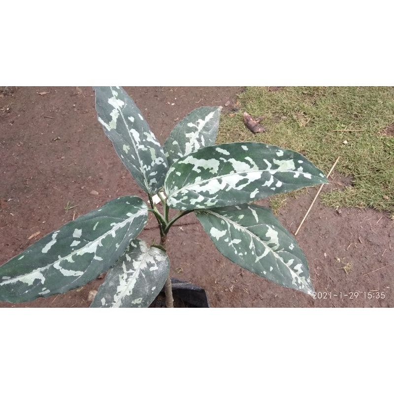 paket 4 tanaman pictum bicolor,pictom cicolour, aglonema Sumatera dominan putih