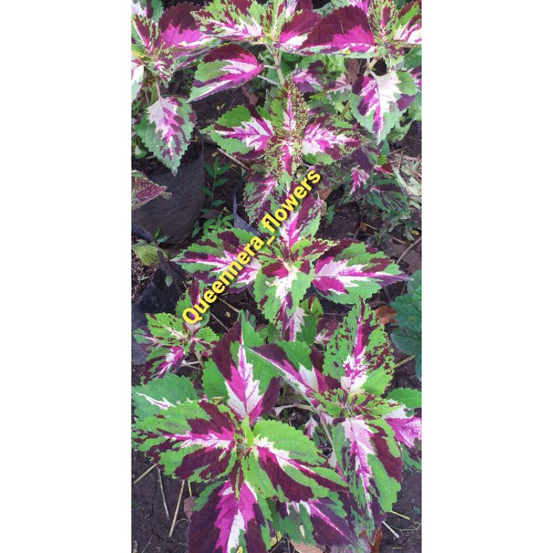 ( BISA COD ) TANAMAN HIAS MIANA BATIK BORNEO STECK BATANG COLOUS ILER MIANA