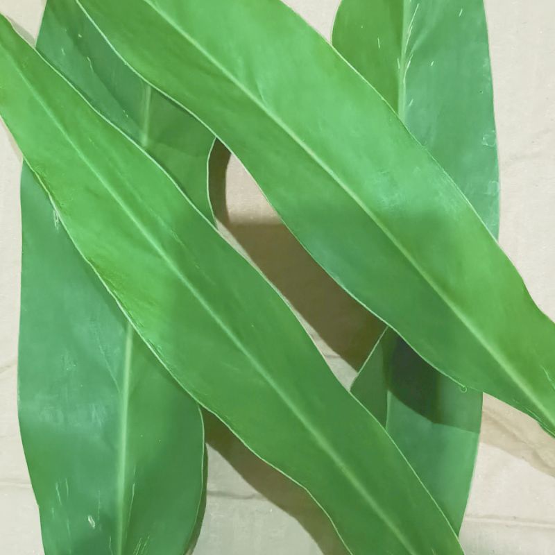 

Daun LAOS atau lengkuas segar order baru petik per 200 gram