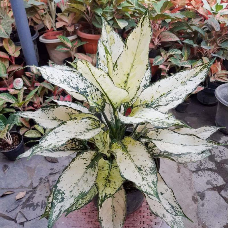 Aglaonema siam paragon /Aglonema siam paragon florist nursery / Aglonema siam paragon (Tanaman hias aglaonema siam paragon) - tanaman hias hidup - bunga hidup - bunga aglonema - aglaonema merah - aglonema merah - aglaonema import - aglaonema murah