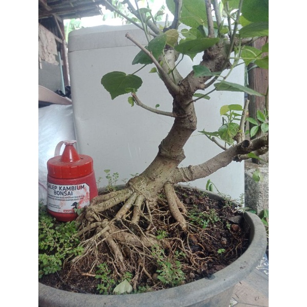 bahan bonsai waru taiwan prokar rilpik