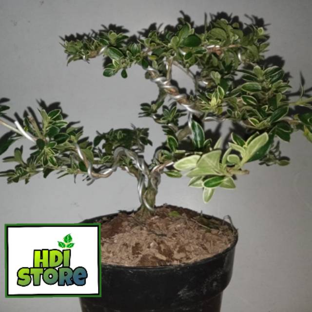 Bonsai mame hingkip/mirten