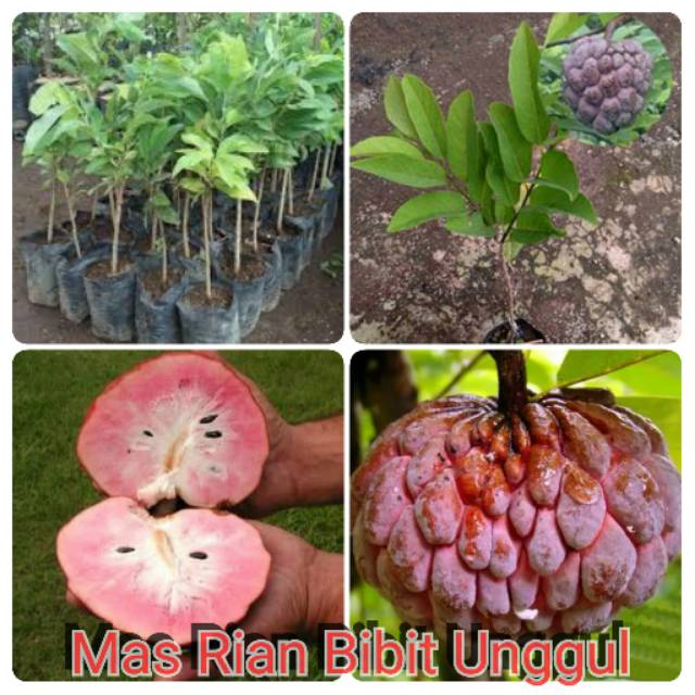 Bibit Okulasi Srikaya Merah Jumbo