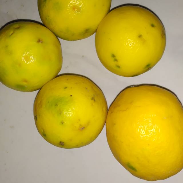 

Buah Lemon california