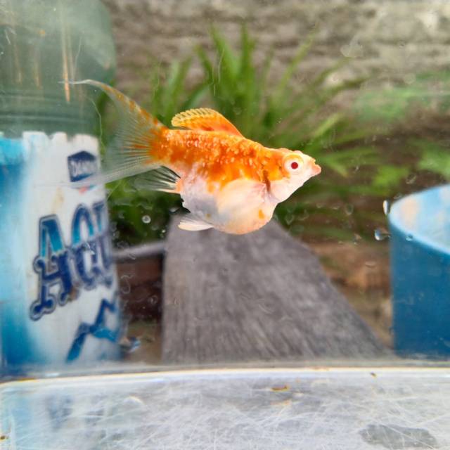 Molly Balon albino lyrtail
