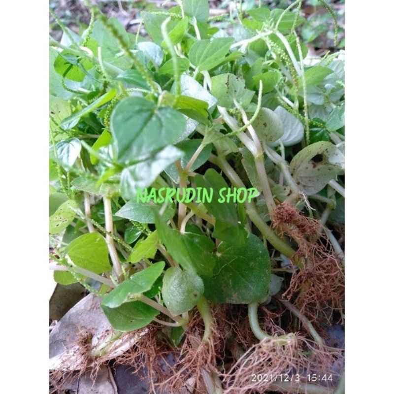 

DAUN SURUHAN SEGAR DENGAN AKAR / DAUN KETUMPANG AIR / DAUN SIRIH CINA AMBIL KIRIM