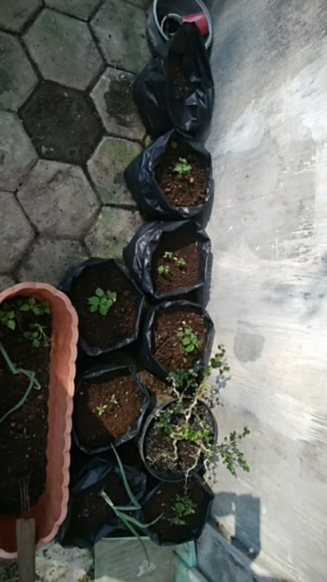 Polybag/polibag/polibeg 500gr