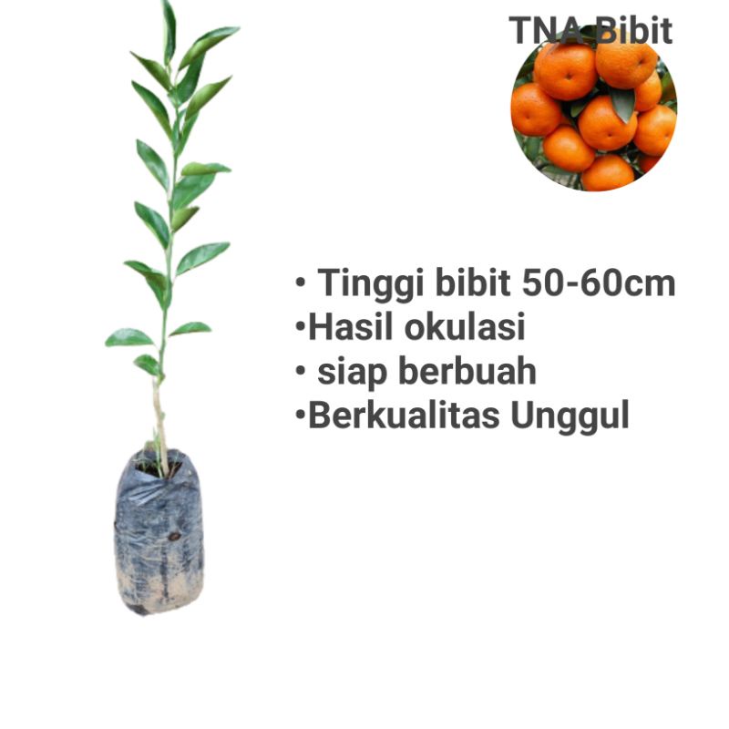 Bibit Jeruk Santang madu manis