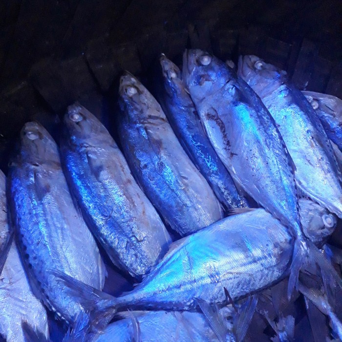 

Ikan Rebus Kembung Medan / Ikan Robus Medan Besar 1KG