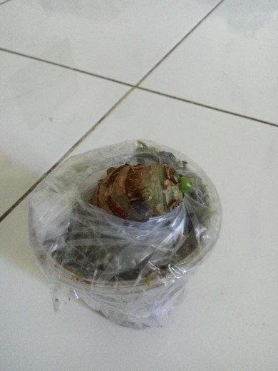 Bonggol Alocasia Watsoniana