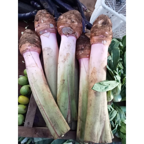 Jual TALAS BOGOR PER BIJI BISA D KUPAS D SINI KAK Shopee Indonesia