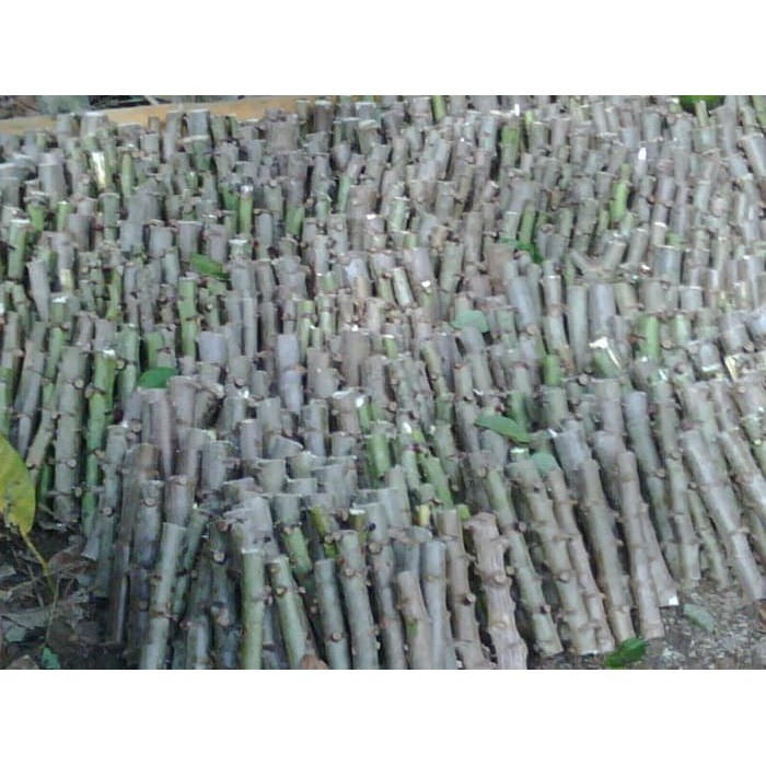 

terabaru Bibit Singkong Gajah super zs segar