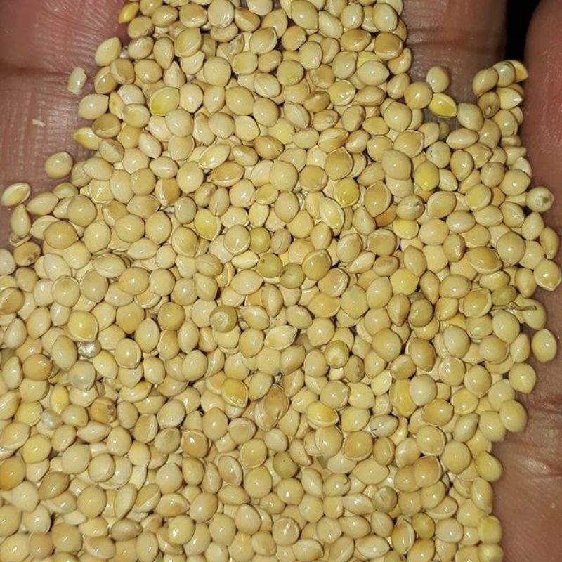 Millet Putih 1Kg makanan hamster burung