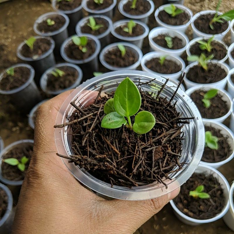 DIARY PETANI - Anthurium Jemani Mangkok Anakan Mewah