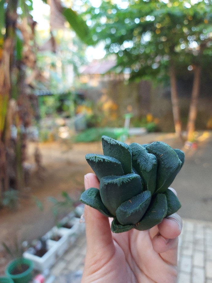 Tanaman Hias Haworthia Truncata