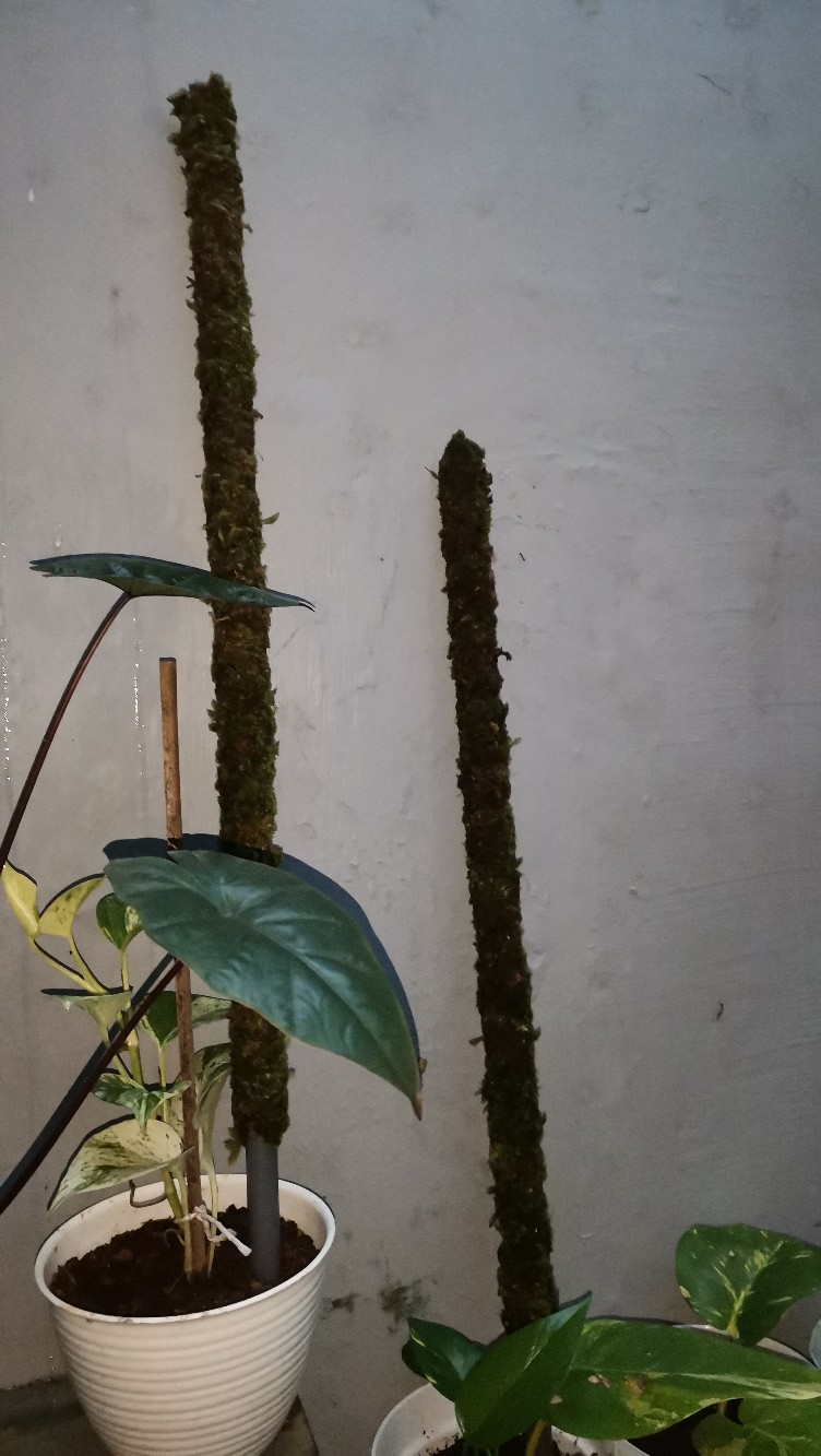 Turus Lumut 70cm Best Seller Harga Murah