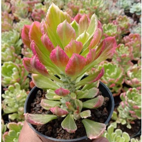 KAKTUS SEKULEN Monadenium import