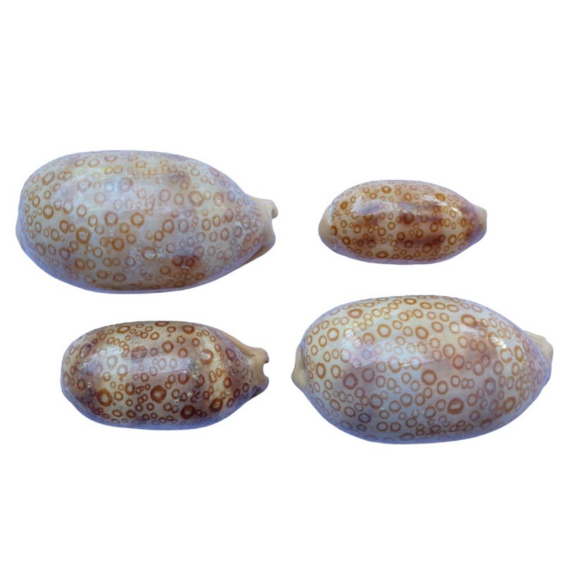 COWRIE SHELL CYPRAEIDAE ARGUS CYPRAEA ARGUS VENTRICOSA ARESTORIDES KERANG COWRIE