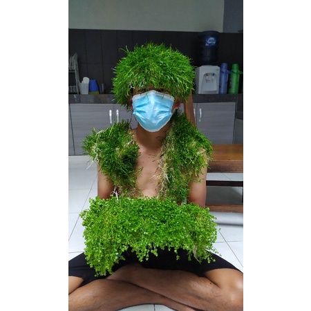 paket tanaman karpet aquascape. monte carlo dan lilaeopsis(2 jenis)