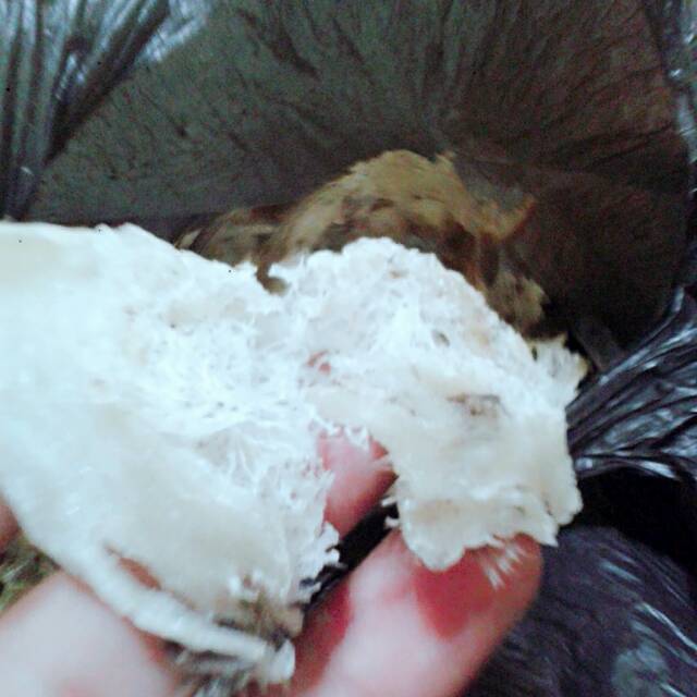 Sarang walet patah besar