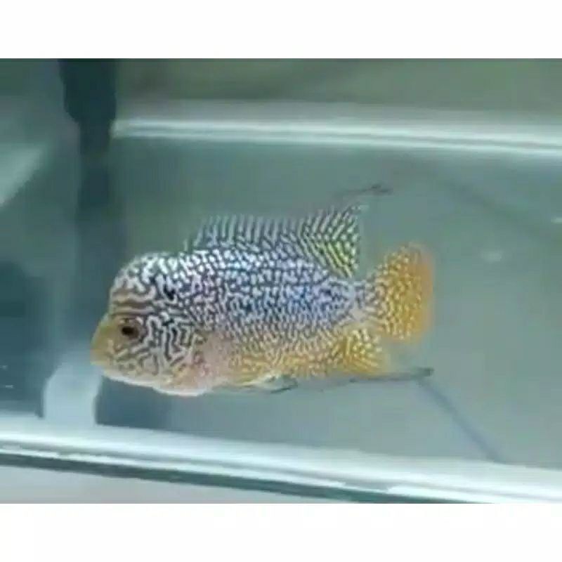 ikan louhan/lohan kamfa f2 GEN ORI Burayak 2cm - 3cm